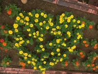 植栽後の花壇