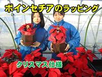 開発したクリスマス用商品